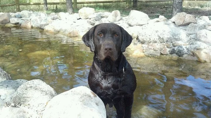 Heatherdowns Labradors, Ltd